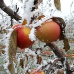 Zima je kouzelná i v ovocné zahradě Zdroj: Lucie Peukertová