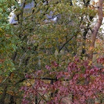Ubytování jako v ptačí budce. Chata na nožičkách vás přenese do korun stromů. Foto: Jeroen Musch