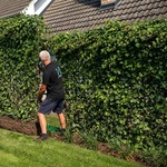 Zelené oplocení za jeden den? AS-GREEN FENCE – okamžité řešení živého plotu. Zdroj: ASIO