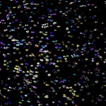 Osiřelá mláďata a mršiny zvířat zamotaných v plotech, to není zrovna příjemný účet za tu noční krásu. A dál? Vodní živočichové dost možná ohňostroj neslyší a nevidí, ale otravou ze splachu pozůstatků pyrotechniky mohou utrpět fatálně. Foto: Daan Roosegaarde