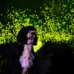 Neškodných a přitom nádherných ohňostrojů, které vlastně ohňostroji vůbec nejsou. Protože z toho jejich názvu vypadává ono &bdquo;oheň&ldquo;. Jsou to vlastně jen takové pestrobarevné světlušky plynoucí vzduchem. Umělé sice, ale zcela biodegradabilní. Foto: Daan Roosegaarde