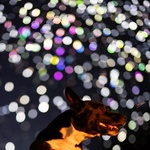 Co že může být na ohňostrojích špatného? Je toho víc než dost. Světla proti noční obloze a rány výbuchů totiž nepůsobí jen na nás. Foto: Daan Roosegaarde