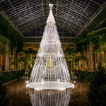 Vánoční stromek, který v zimních zahradách narostl do krásy. Zdroj: Studio Roso