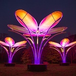 Květy na sněhu? Pohádkovou představu změnili v realitu. Vypadají kouzelně a přináší radost. Zdroj: TILT