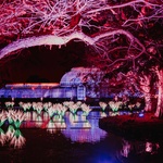 Rybník Palmového domu bude letos ozdoben nádhernou přehlídkou 100 osvětlených lilií, které představují velkolepé lekníny, jež se staly mezinárodně uznávanou součástí rekordní sbírky Living Collection. Foto: Luke Dyson