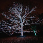 Výstava se světelnou noční expozicí inspiruje návštěvníky, láká je, aby se dozvěděli více o zásadní práci botanické zahrady. O ochraně biodiverzity pro budoucí generace. Foto: Luke Dyson