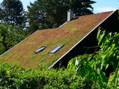 Instalace zelené střechy do 2 týdnů: výhodná investice na celý život