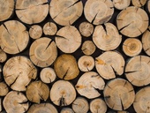 Dřevo je jeden z nejstarších stavebních materiálů, neustále se obnovuje a dorůstá