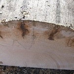 Obr. 4b. Poškození dřevostavby trámovkou – indikoval vnitřní výrazné poškození hnědou hnilobou B) (Foto Pánek).