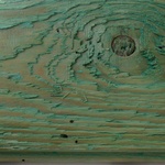 Obr. 6 Larvy hmyzu „přečkali“ ve dřevě aplikaci biocidu nátěrem a dospělci se následně prokousali tenkou vrstvou ošetřeného dřeva (Foto Pánek ze sbírek VTI Hamburk).