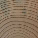 Obr. 1a - Řezivo dřeva borovice s širokými letokruhy
