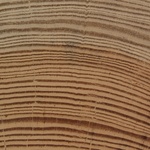 Obr. 1b - Řezivo dřeva borovice s úzkými letokruhy a tedy pravděpodobně pevnějším řezivem