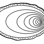 Excentricita -  B – Schematické znázornění rozložení tvaru letokruhů při excentricitě. Nápadný je rozdíl v šířce letokruhů v protilehlých částech kmene. 