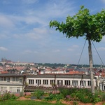 Pohled ze střechy paláce s vysazeným stromem. Autor: Ing. arch. Jakub Kopecký 