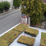 Ecosedum: dokonalé řešení zelené střechy