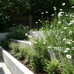 Pohledový beton je ideální řešení do městké a minimalistické zahrady. Foto: Ing. Lucie Peukertová