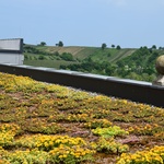 Další možností, jak podpořit využití dešťovky, jsou zelené střechy. I ty extenzivní výrazně ovlivní úpravu mikroklimatu lokality.  Foto: Lucie Peukertová 